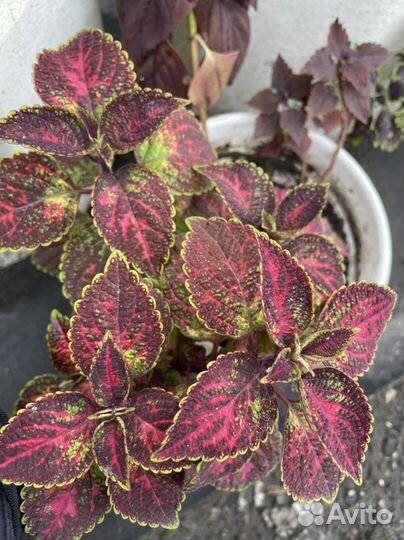 Колеус укорененный