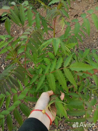 Сумах уксусный (оленерогий)