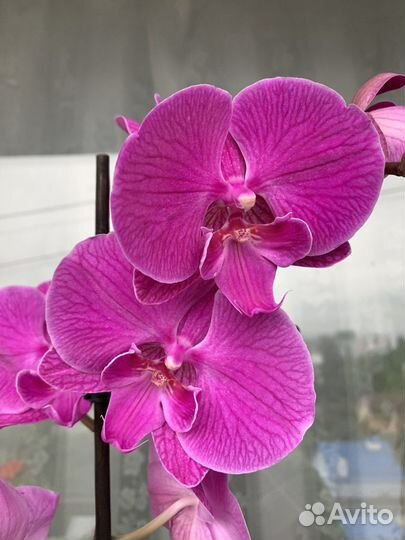 Орхидея фаленопсис биг лип