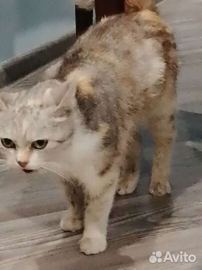 Кошка Марта