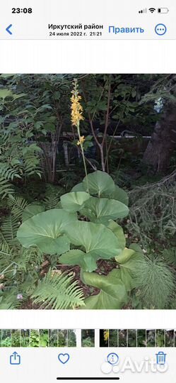 Бузульники тенелюбивые 4 вида