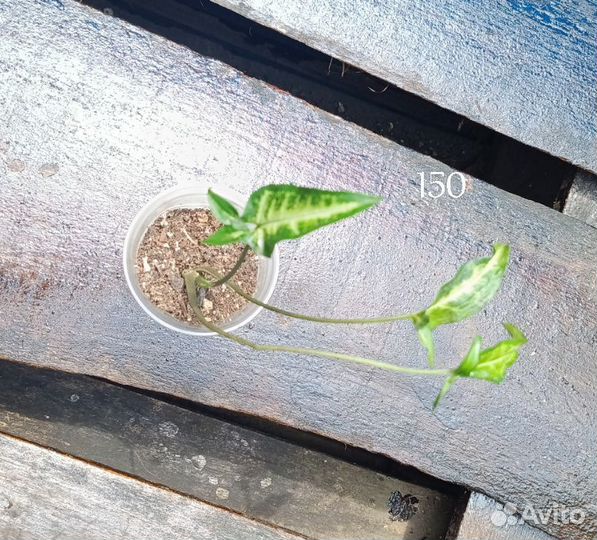 Комнатные растения цветы