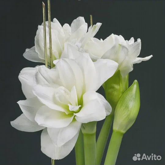 Гиппеаструм амариллис