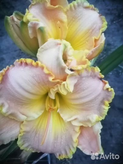 Прожа лилейников