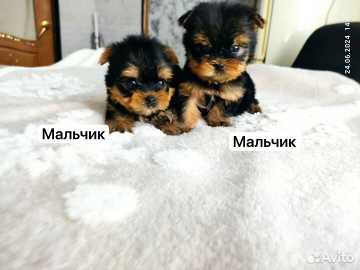 Йоркширский терьер щенки