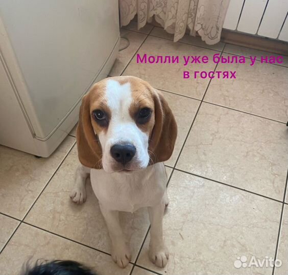 Передержка для собак