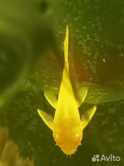 Рыбки сомики анциструсы золотые