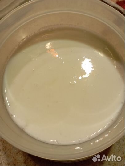 Молочный (кефирный) гриб