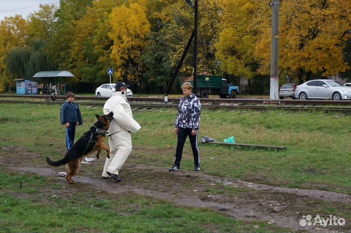 Дрессировка собак
