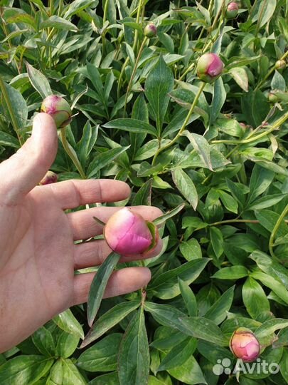 Доставка пионов в Анапе