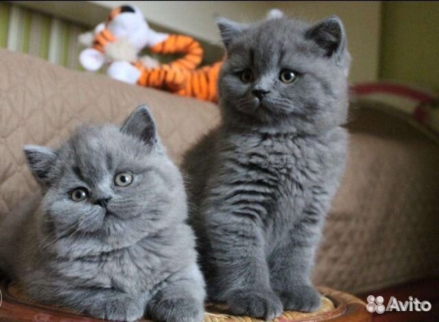 Голубые британские котята