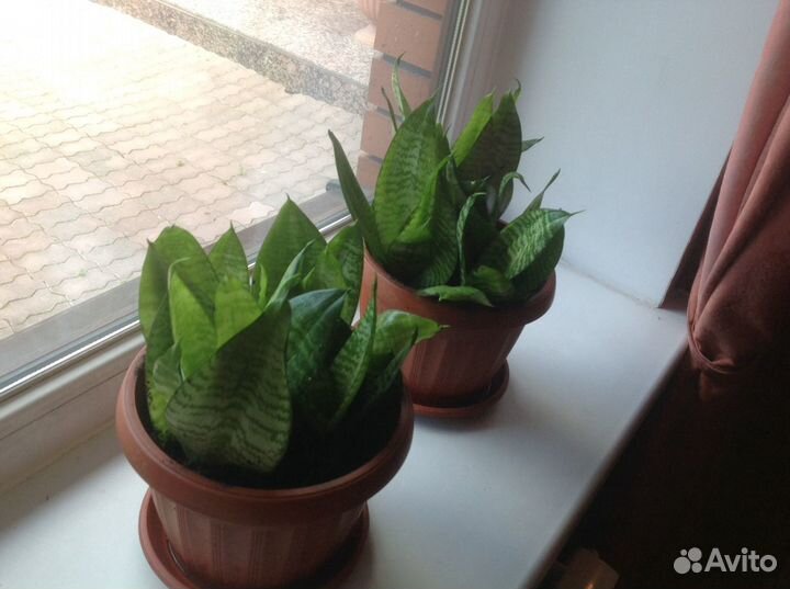 Сансевиерия