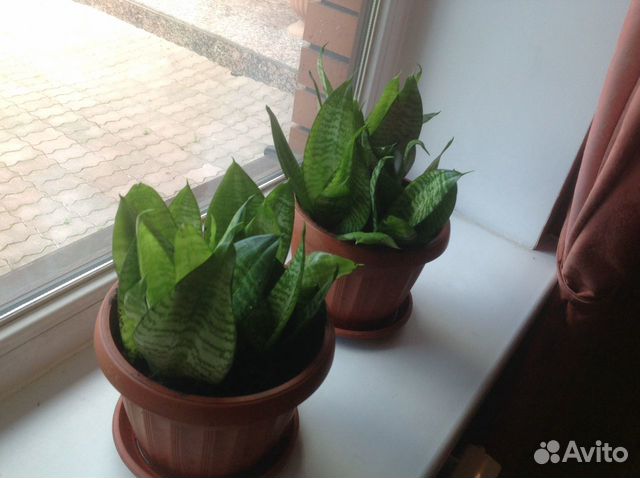 Сансевиерия