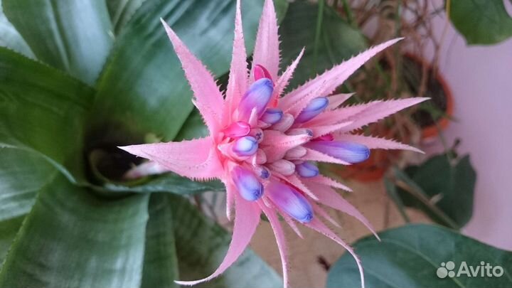 Комнатные растения