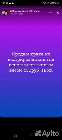 Хряк ландрас