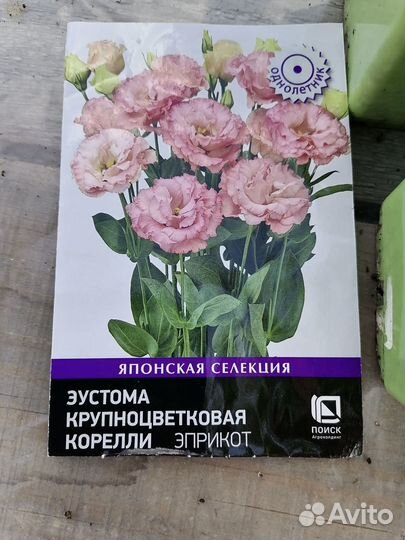 Эустома (рассада)