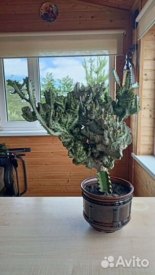 Эуфорбия Лактея Кристата