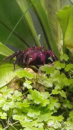 Крабы вампир