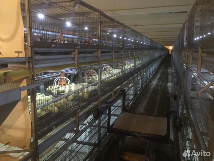 Братская птицефабрика