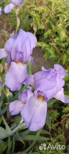 Ирисы