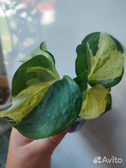 Epipremnum marble apple