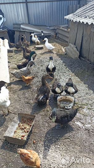 Утки домашние