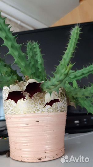 Комнатные цветы