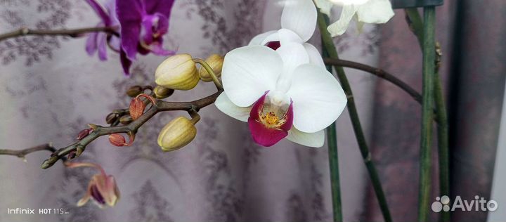 Орхидея миди