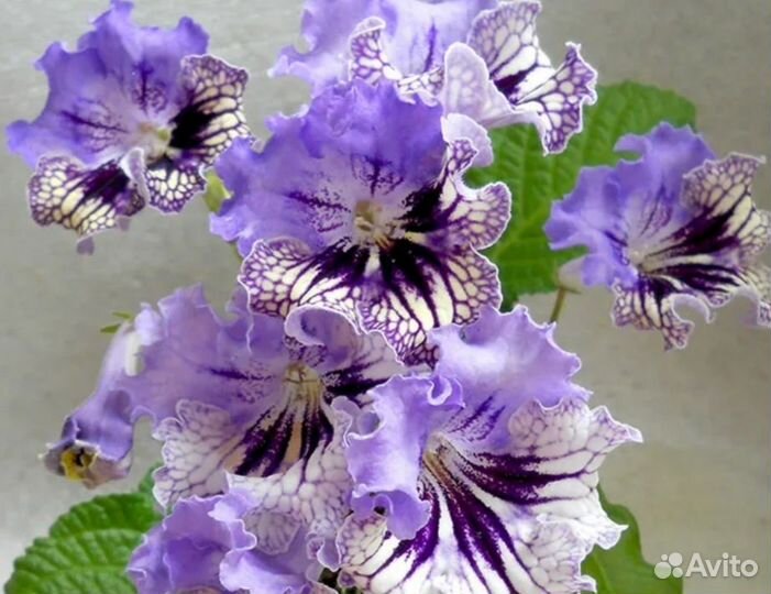 Стрептокарпусы