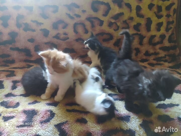 Котята в добрые руки