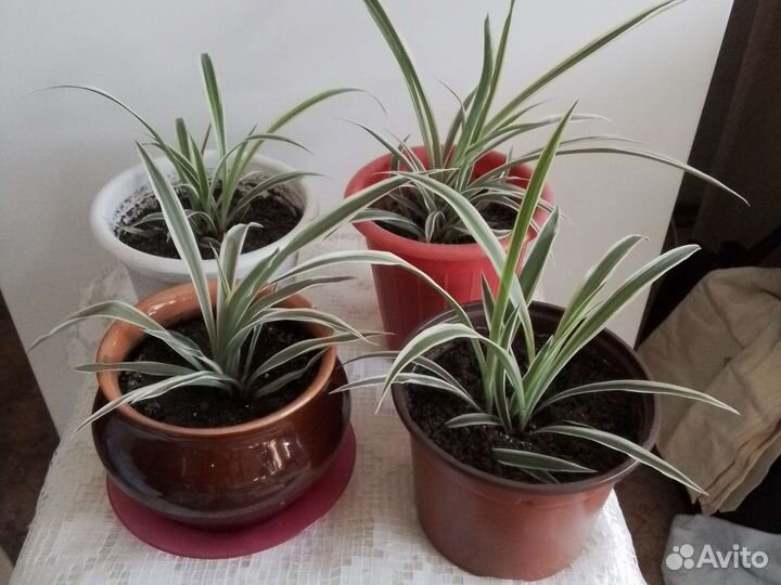 Хлорофитум полосатый в горшках