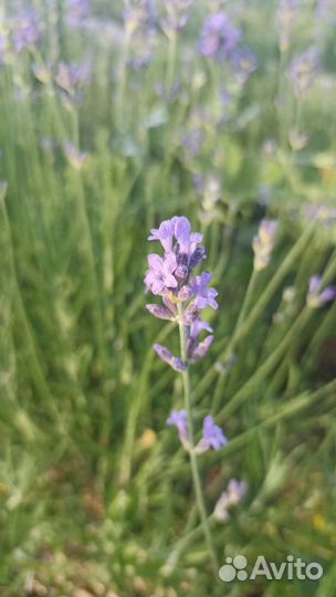 Лаванда