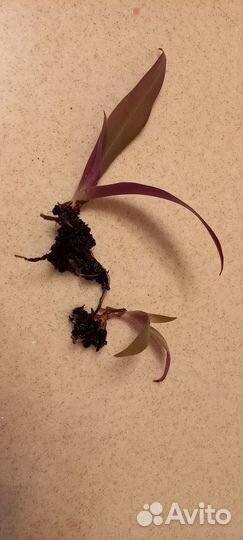 Отдам отросток цветка