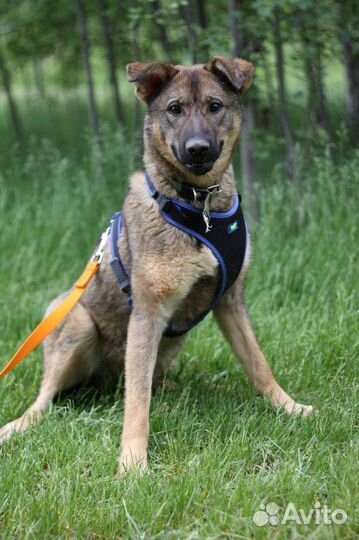 Щенок из приюта в добрые руки