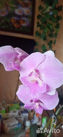 Орхидея фаленопсис биг лип