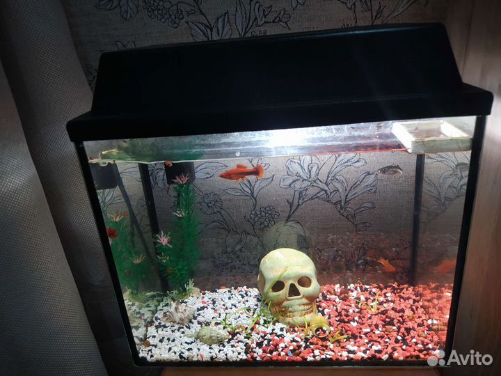 Аквариум