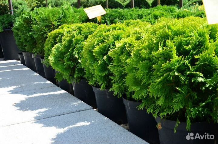 Туя западная Марьям шаровидная