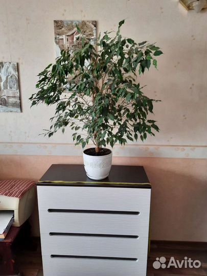 Фикус бенджамина 9 лет 100см на 100см крона