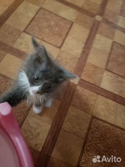 Котёнок