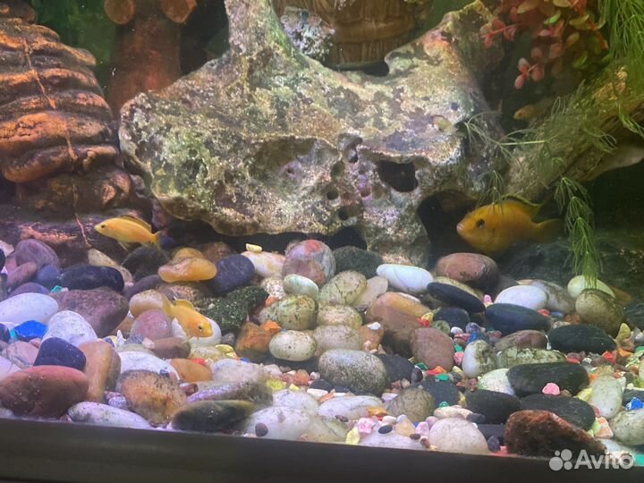 Меченосцы,элоу,попугайчики(пульхер)