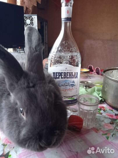 Продам семейку породистых кроликов