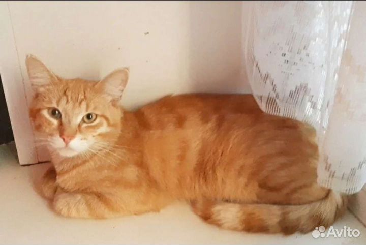 Котик бесплатно