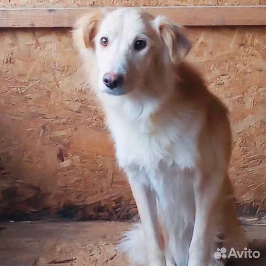 Отдам бесплатно собаку