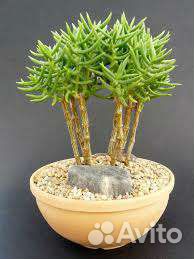 Crassula Крассулла, разные виды,21 вид, семена