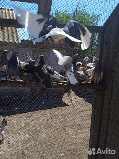 Голуби типлеры