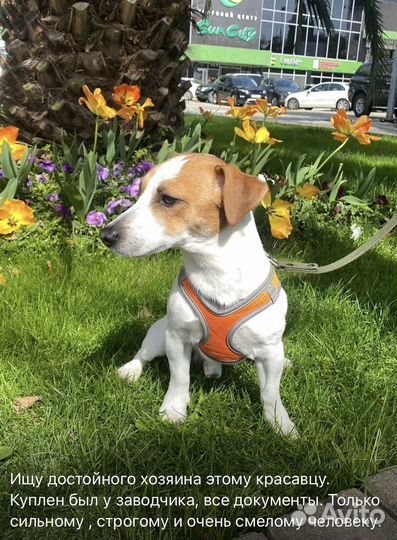 Джек рассел терьер