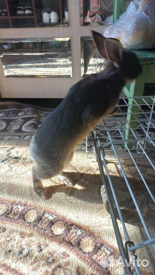 Декоративные кролики