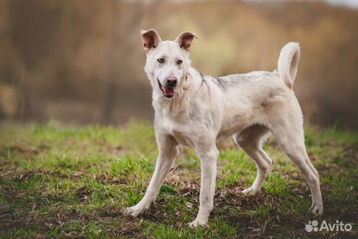 Собака в добрые руки