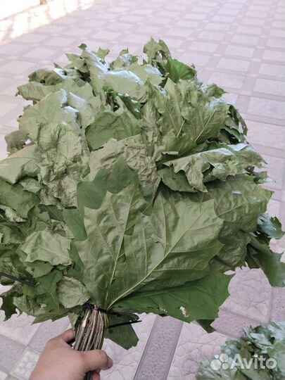 Дубовые веники для бани и мята