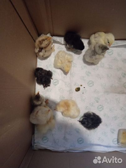 Цыпленок брамы и коха